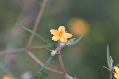 Mentzelia isolata, photographed by Mike Ostrowski