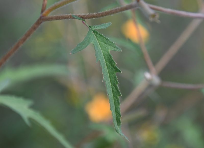 Mentzelia isolata, photographed by Mike Ostrowski