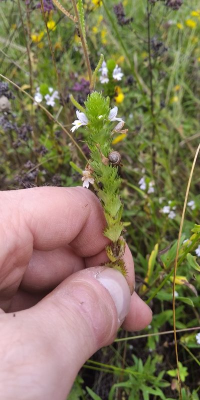 Euphrasia pectinata, photographed by Oleksii Vasyliuk