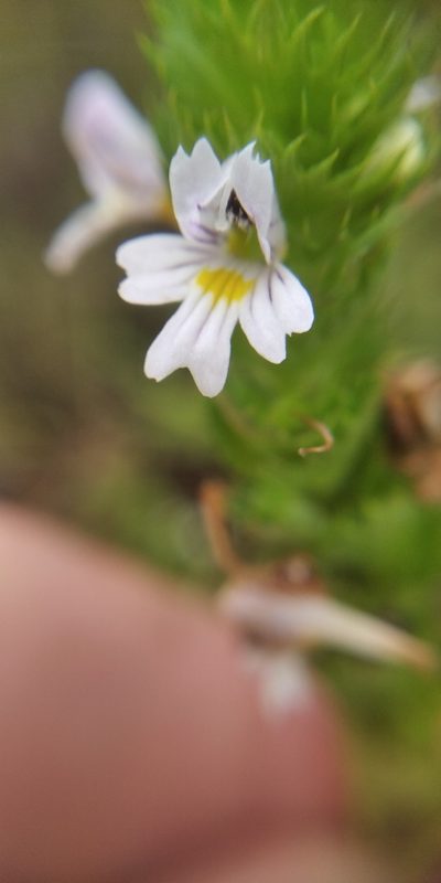Euphrasia pectinata, photographed by Oleksii Vasyliuk
