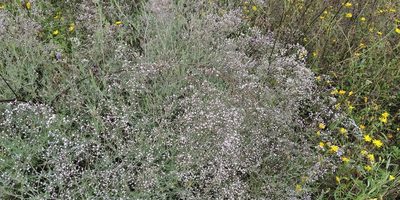 Gypsophila paniculata, photographed by Oleksii Vasyliuk