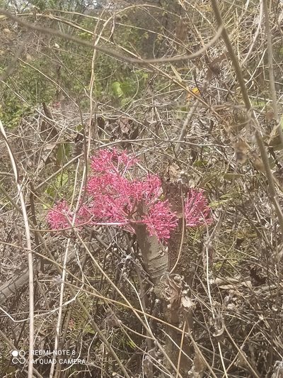 Vasconcellea parviflora, photographed by Ileana Herrera
