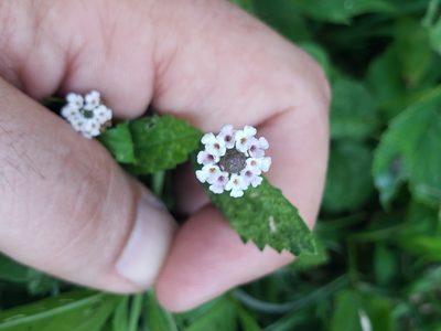 Phyla lanceolata, photographed by John Brown