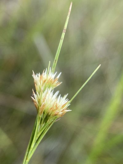 Rhynchospora macra, photographed by Matt Berger