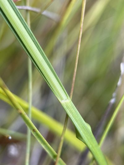 Rhynchospora macra, photographed by Matt Berger