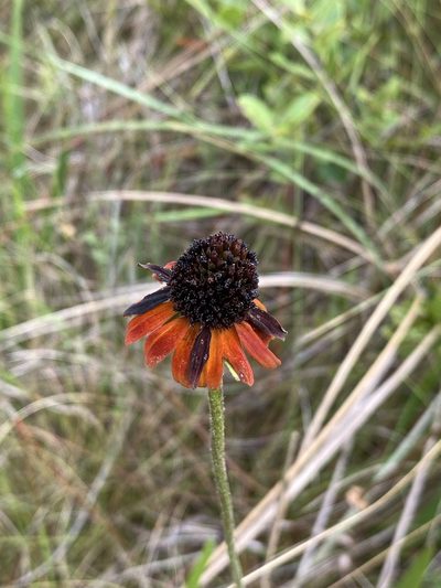 Rudbeckia graminifolia, photographed by Matt Berger