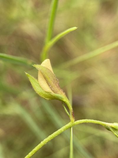 Crotalaria purshii, photographed by Matt Berger