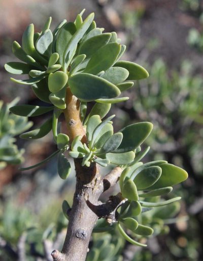 Othonna cerarioides, photographed by Tony Rebelo