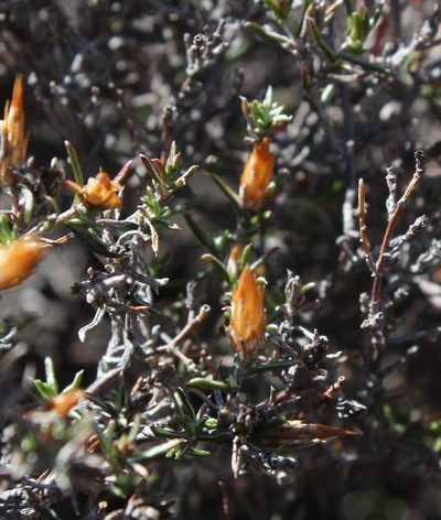 Pterothrix tomentosa, photographed by Tony Rebelo