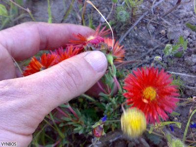 Lampranthus aureus, photographed by Chris Vynbos