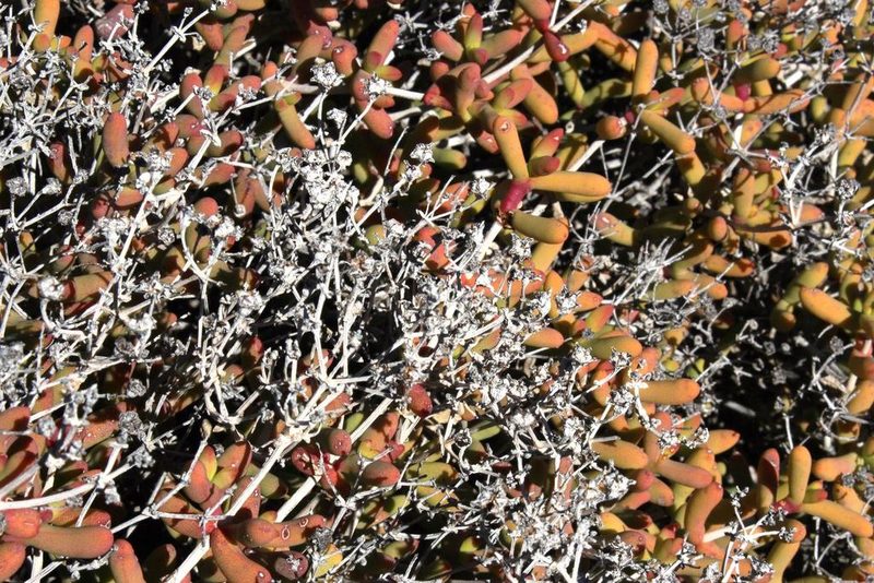 Eberlanzia cyathiformis, photographed by Tony Rebelo