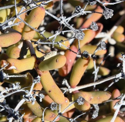 Eberlanzia cyathiformis, photographed by Tony Rebelo