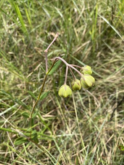 Asclepias connivens, photographed by Matt Berger