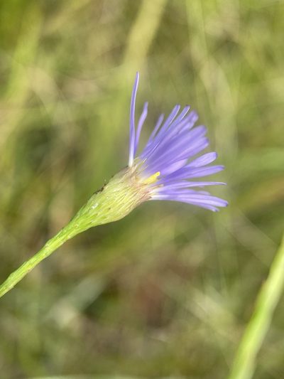 Symphyotrichum chapmanii, photographed by Matt Berger
