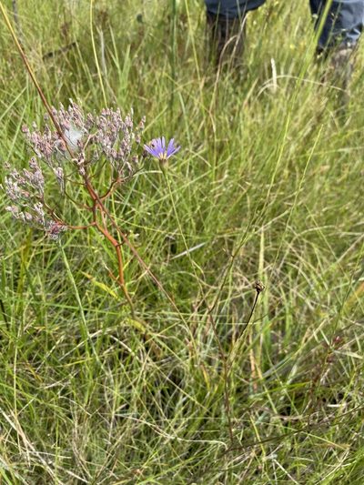 Symphyotrichum chapmanii, photographed by Matt Berger