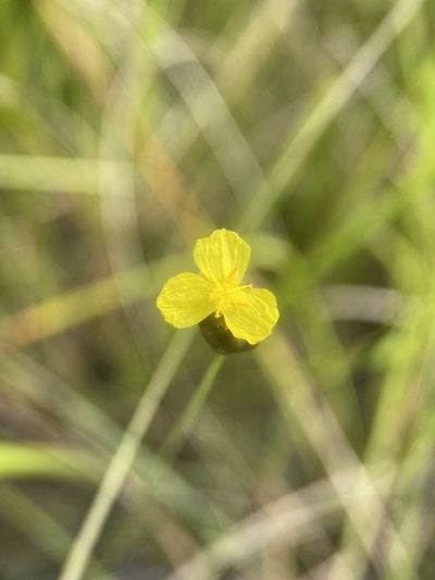Xyris serotina, photographed by Matt Berger