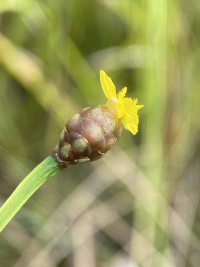 Xyris serotina, photographed by Matt Berger