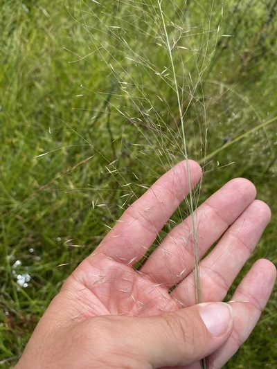 Muhlenbergia expansa, photographed by Matt Berger