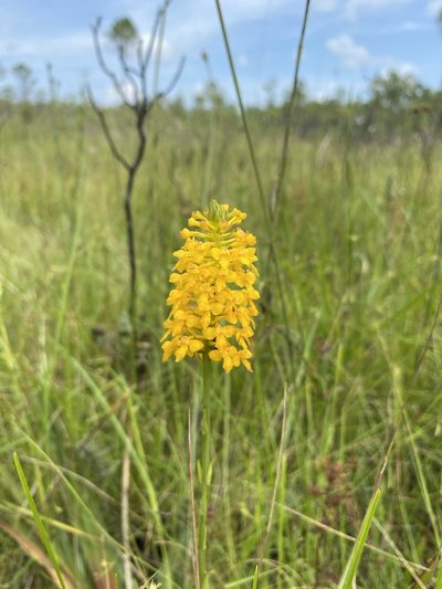 Platanthera integra, photographed by Matt Berger