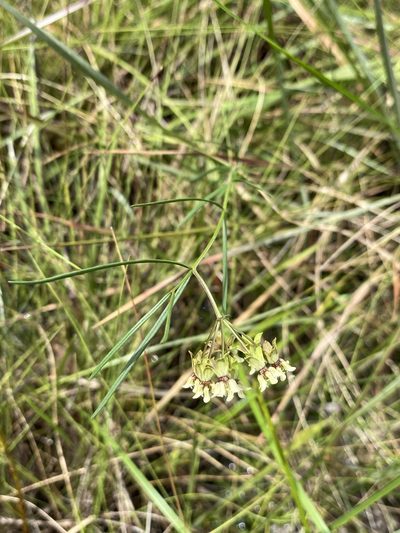 Asclepias viridula, photographed by Matt Berger