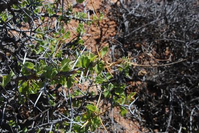 Pelargonium spinosum, photographed by Tony Rebelo