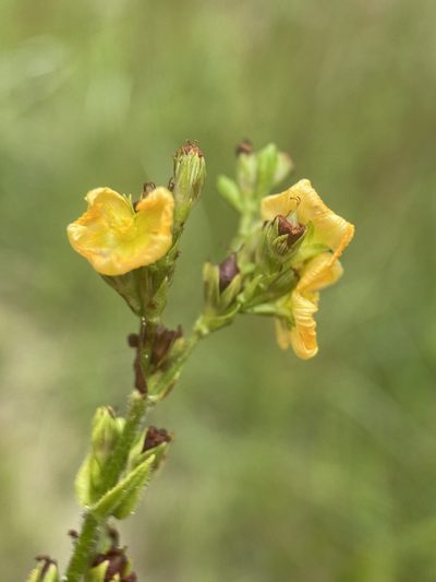 Hypericum setosum, photographed by Matt Berger