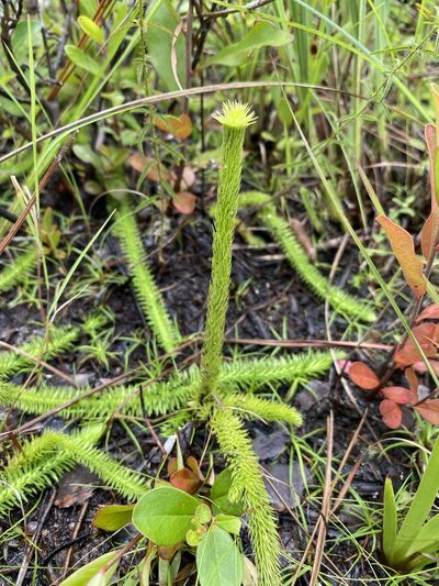 Lycopodiella prostrata, photographed by Matt Berger