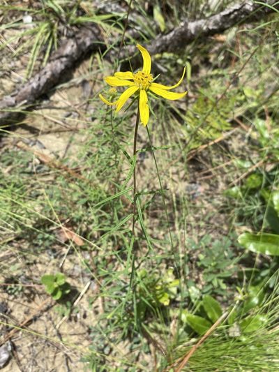 Phoebanthus tenuifolius, photographed by Matt Berger