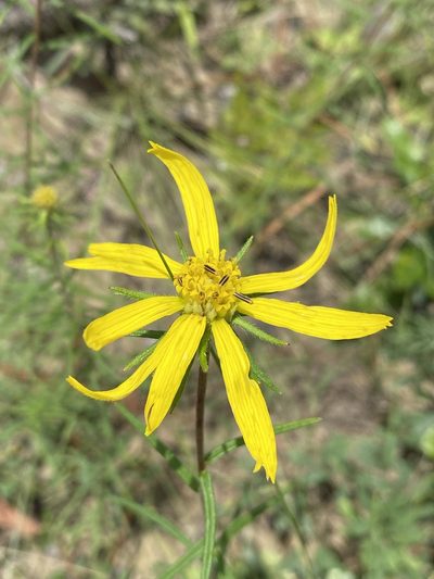Phoebanthus tenuifolius, photographed by Matt Berger