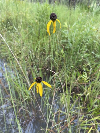 Rudbeckia mohrii, photographed by Matt Berger