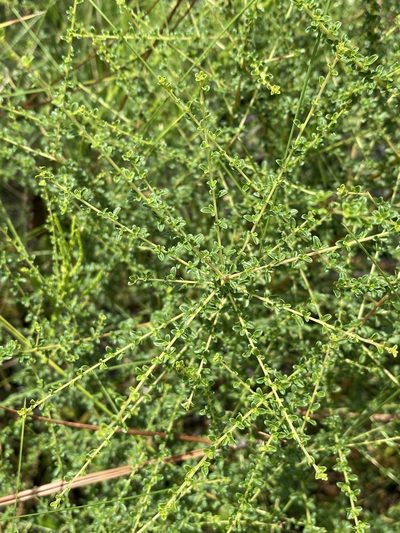 Ceanothus microphyllus, photographed by Matt Berger