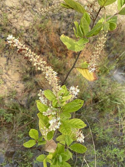 Clethra tomentosa, photographed by Matt Berger