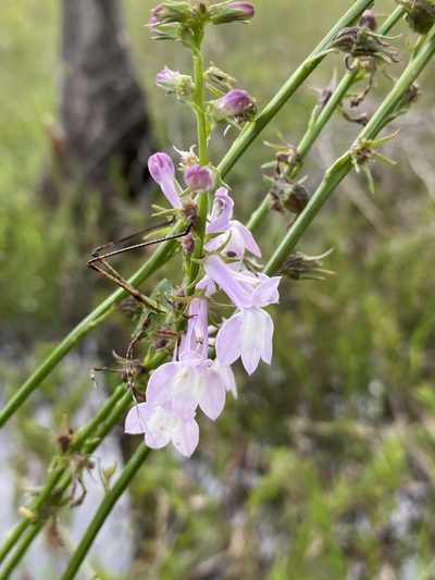 Lobelia floridana, photographed by Matt Berger