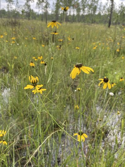 Rudbeckia mohrii, photographed by Matt Berger