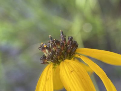 Rudbeckia mohrii, photographed by Matt Berger