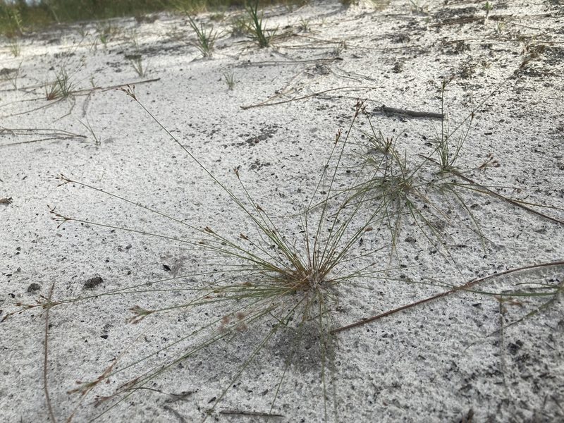 Bulbostylis ciliatifolia, photographed by Jade Fortnash