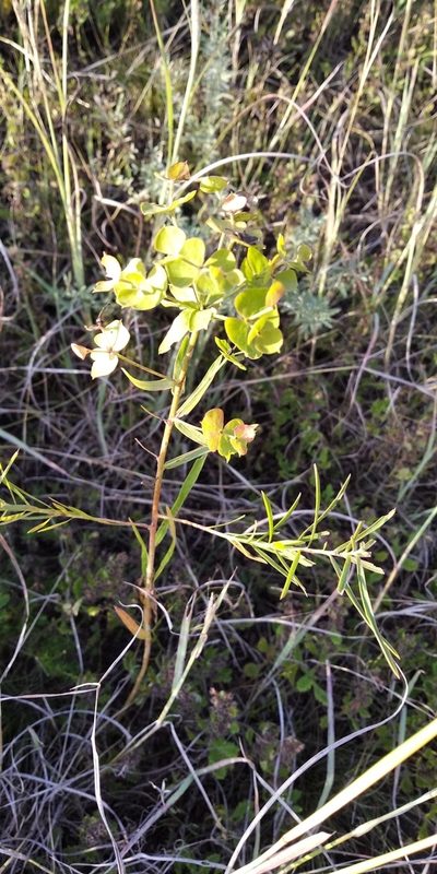 Euphorbia saratoi, photographed by Oleksii Vasyliuk