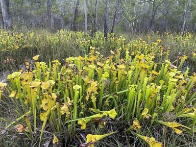 Sarracenia flava, photographed by Matt Berger