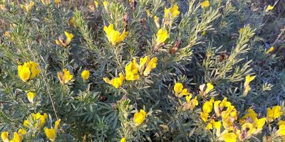 Chamaecytisus austriacus, photographed by Oleksii Vasyliuk