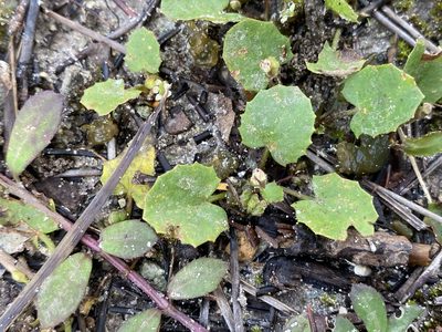 Centella erecta, photographed by Matt Berger