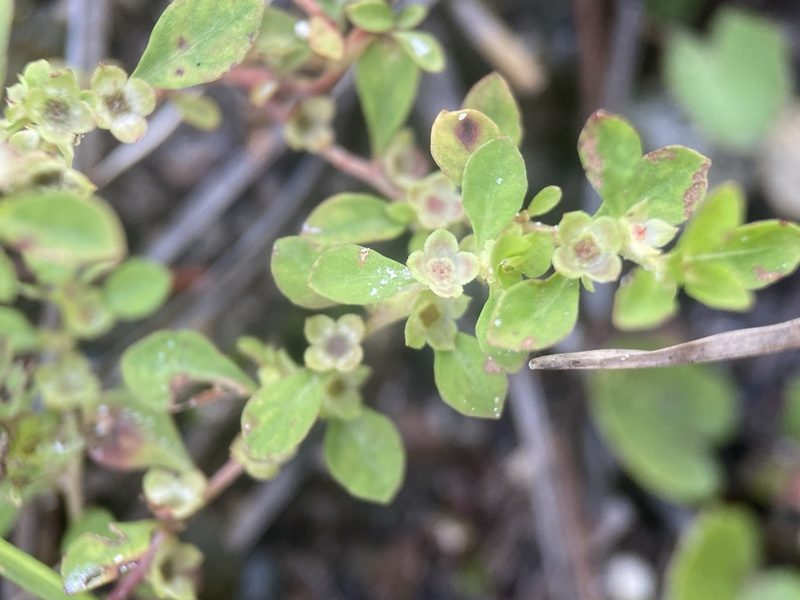 Ludwigia microcarpa, photographed by Matt Berger