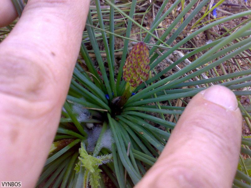 Tenicroa fragrans, photographed by Chris Vynbos