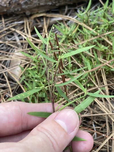 Dichanthelium patulum, photographed by Jade Fortnash