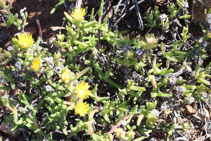 Mitrophyllum clivorum, photographed by Tony Rebelo