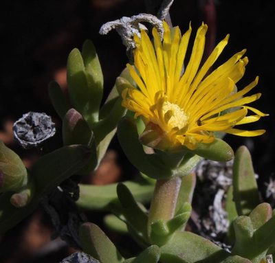 Mitrophyllum clivorum, photographed by Tony Rebelo