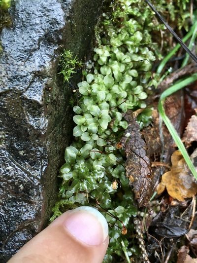 Rhizomnium appalachianum, photographed by Rose Zappa