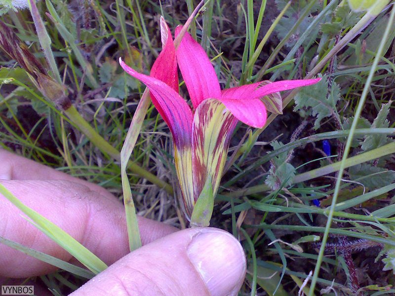 Romulea eximia, photographed by Chris Vynbos