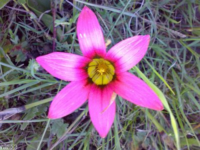 Romulea eximia, photographed by Chris Vynbos