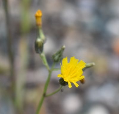 Pilosella piloselloides, photographed by Eric Lamb