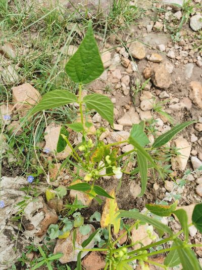 Phaseolus vulgaris, photographed by M. Socorro González Elizondo